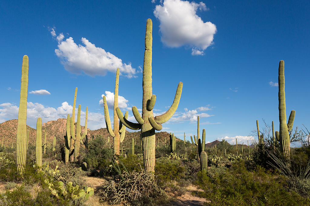 10-20 - 09.jpg - Saguaro National Park, West Part